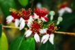 spring flowers of feijoa on the tree