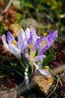  Purple Crocus on the sun light