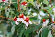 spring flowers of feijoa on the tree
