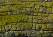 Moss-grown cliff bachground