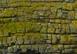 Moss-grown cliff bachground