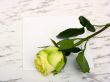 Rose on a blank leaf paper