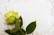Rose on a blank leaf paper
