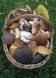 mushrooms basket