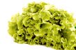 fresh salad