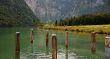 Green water and wooden mooring posts at lake