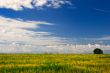 Yellow Meadow