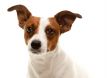 Portait of an Adorable Jack Russell Terrier