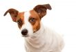 Portait of an Adorable Jack Russell Terrier