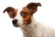 Portait of an Adorable Jack Russell Terrier