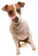 Portait of an Adorable Jack Russell Terrier