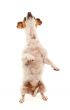 Portait of an Adorable Jack Russell Terrier