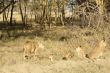 lioness and cubs