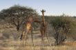 Somali Giraffes