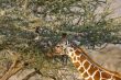Somali Giraffes portrait