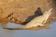  African Crocodile basking