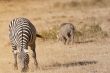 Zebra grazing in african savannah