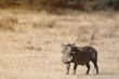 Common warthog