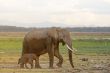 African elephant and her calf