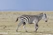 Common Zebra