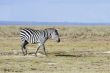 Plains Zebra