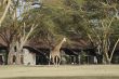 Giraffe walk in front of bungalows
