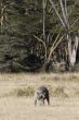 Common warthog grazing