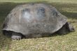 Seychelles giant tortoise