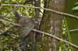 Seychelles Black Parrot