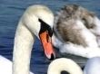 Swan