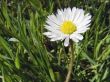 Meadow flower