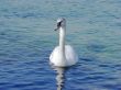 Swan