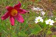 Pasque Flower (Pulsatilla vulgaris)