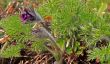 Pasque Flower (Pulsatilla vulgaris)