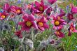 Pasque Flower (Pulsatilla vulgaris)