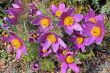Pasque Flower (Pulsatilla vulgaris)