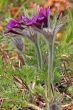 Pasque Flower (Pulsatilla vulgaris)