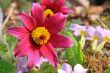 Pasque Flower (Pulsatilla vulgaris)