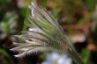Pasque Flower (Pulsatilla vulgaris)