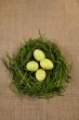 Grass nest with eggs