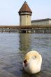 Lucerne, swan in front of Kapellbridge with water tower