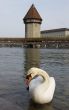 Lucerne, swan in front of Kapellbridge with water tower