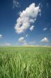 meadow with blue sky