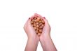 Female hands from handfuls of wood nuts