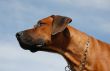 Rhodesian Ridgeback