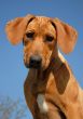 puppy Rhodesian ridgeback