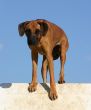 rhodesian ridgeback