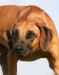 rhodesian ridgeback