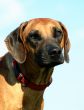rhodesian ridgeback