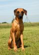 rhodesian ridgeback
